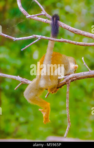Singe-écureuil, ou Saimiri Sciurea, un petit singe du Nouveau Monde de la famille Cebidae, indigènes de la régions tropicales d'Amérique du Sud. Banque D'Images
