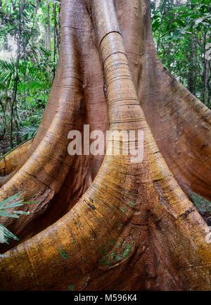 Arbre de racines de contrefort géant dans la forêt tropicale, Yungaburra, Atherton Tablelands, Far North Queensland, FNQ,Queensland, Australie Banque D'Images