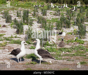 La paire d'albatros de Laysan et la plantation de l'herbe de Bunch (Eragrostis variabilis) dans le cadre d'un projet de restauration de l'habitat de l'USFWS sur une île du Pacifique Nord Banque D'Images