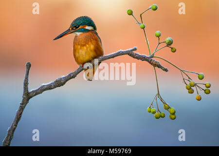 Kingfisher en hiver sitting on branch Banque D'Images