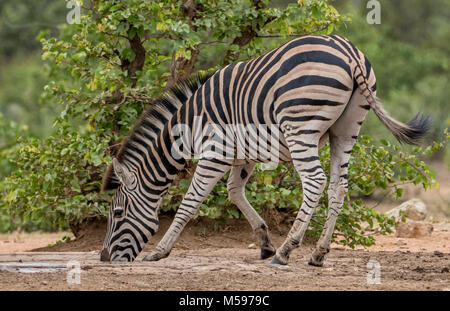 Zebra l'eau potable à un point d'eau, dans la lumière du matin Banque D'Images