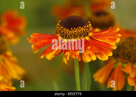 Helenium 'Mardi Gras' Banque D'Images