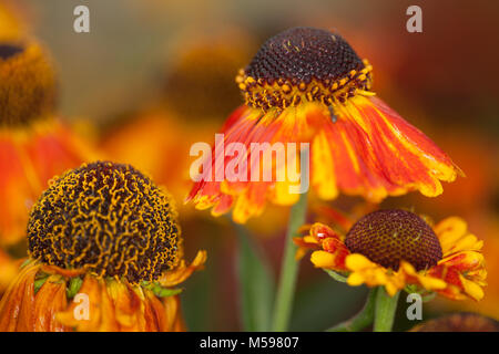 Helenium 'Mardi Gras' Banque D'Images