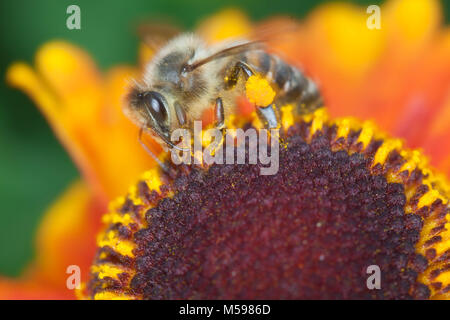 Helenium 'Mardi Gras' Banque D'Images