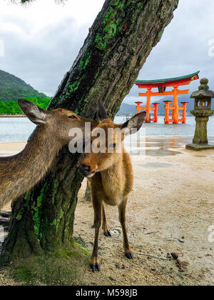 Cerfs près d'Itsukushima à Miyajima Itsukushima () près de Hiroshima au Japon Banque D'Images