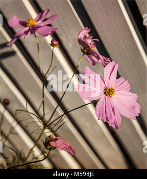 Cosmos bipinnatus rose fleurs en fleur aka aster mexicain plante herbacée à fleurs originaire du Mexique populaires plante ornementale, climat tempéré Banque D'Images