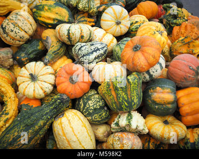 Une citrouille citrouilles sur batterie. L'automne est là ! Banque D'Images