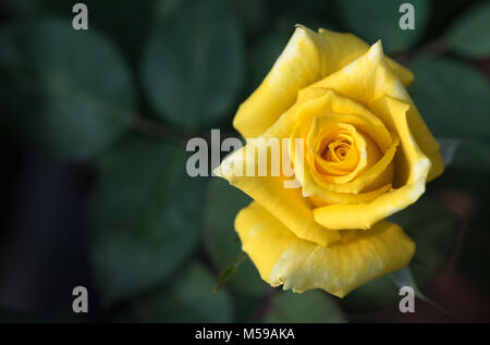 Close up of fresh rose jaune fleur sur fond nature focus sélectif, l'amour et valentine concept Banque D'Images