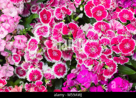 Fermé de rose Dianthus chinensis fleur en jardin, vue d'en haut Banque D'Images