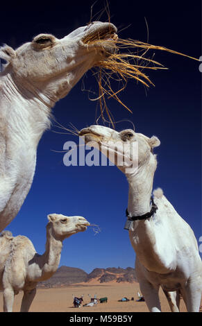 La Libye. Près de Ghat. Désert du Sahara. Akakus (Acacus) Parc National. Les chameaux de manger. Banque D'Images