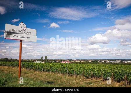 Les vignes de Pinot noir à Marsannay, Bourgogne Banque D'Images