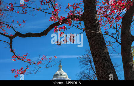 Variété rouge du cornouiller à fleurs (Cornus florida) a fleuri au cours de la Cherry Blossom Festival, avec le Capitole à Washington DC, l'arrière-plan Banque D'Images