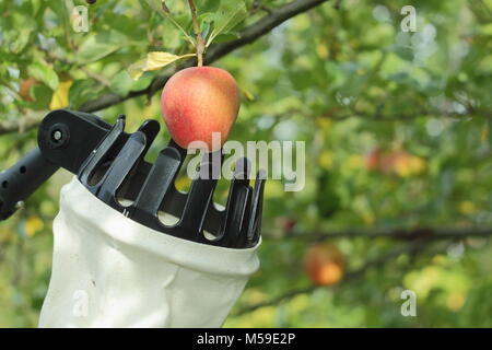 Malus domestica 'Ribston Pippin' récoltés avec un chiffon cueilleur de fruits dans un verger anglais, octobre Banque D'Images