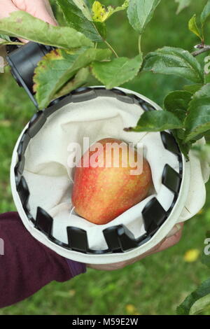 Malus domestica 'Ribston Pippin' récoltés avec un chiffon cueilleur de fruits dans un verger anglais, octobre Banque D'Images