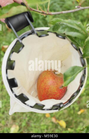 Malus domestica 'Ribston Pippin' récoltés avec un chiffon cueilleur de fruits dans un verger anglais, octobre Banque D'Images