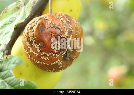 Malus domestica. Avec Apple la moniliose (Monilinia laxa/Monilinia fructigena) sur une branche d'arbre dans un verger, UK Banque D'Images