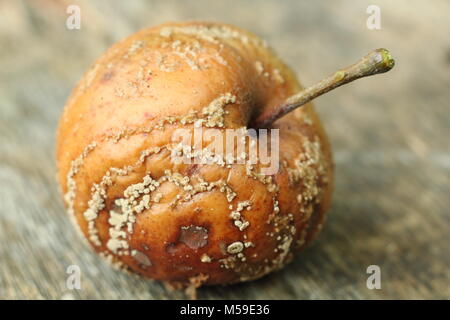 Malus domestica apple avec la moniliose (Monilinia laxa/Monilinia fructigena) retiré de l'arbre en anglais orchard pour décourager la propagation de la maladie Banque D'Images