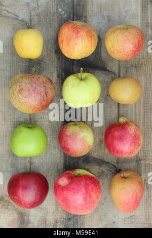 Malus domestica (pommes sur des caisses en bois y compris Worcester Pearmain, Egremont Russet, Newton Wonder, ananas et Pippin Ribston Pitmaston Banque D'Images