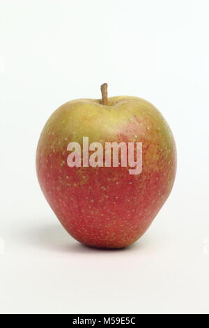 Malus domestica 'Adam's Pearmain', une variété de pomme, fond blanc, UK Banque D'Images