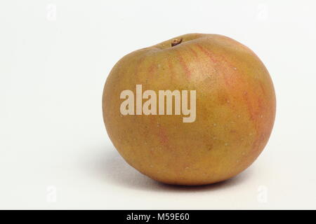 Malus domestica 'Egremont Russet', un héritage français apple variété, fond blanc, UK Banque D'Images