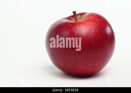 Malus domestica 'Red Devil', une variété de pomme, fond blanc, UK Banque D'Images