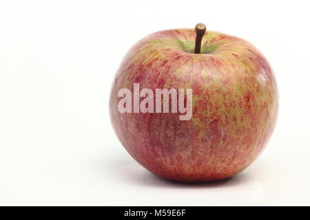 Malus domestica 'Bess Pool', un patrimoine français apple variété avec de nombreux synonymes. Fond blanc, UK Banque D'Images