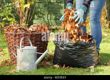 Faire de cladosporiose étape par étape : 1. Feuilles mortes sont recueillies dans des sacs poubelle en plastique noir pour pourrir le bas du moule de feuille par femme jardinier Banque D'Images