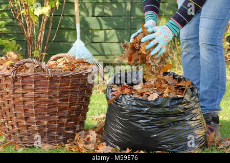 Feuilles mortes sont recueillies dans des sacs poubelle en plastique noir pour pourrir le bas du moule de la feuille par une femme jardinier, UK - étape 1 Banque D'Images