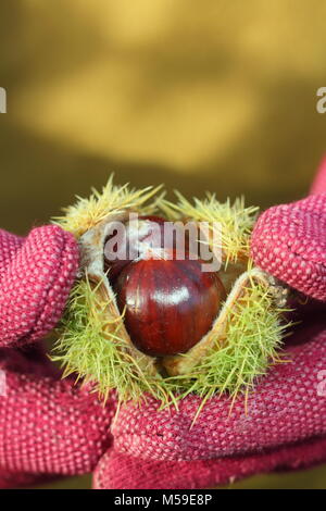 Le cas épineux de châtaignes (castanea sativa), recueillies à partir de l'anglais sont des bois, s'ouvrit pour révéler les noix comestibles en automne, UK Banque D'Images