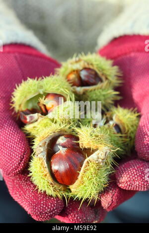 Le cas épineux de châtaignes (castanea sativa), recueillies à partir de l'anglais sont des bois, s'ouvrit pour révéler les noix comestibles en automne, UK Banque D'Images