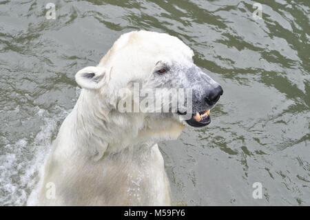 Un jeune ours polaire est dans l'eau Banque D'Images