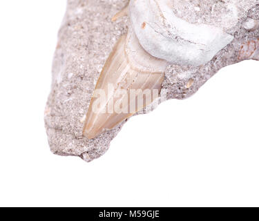 Dent de requin fossile incorporé dans un morceau de calcaire du Miocène de Victoria en Australie isolé sur fond blanc Banque D'Images