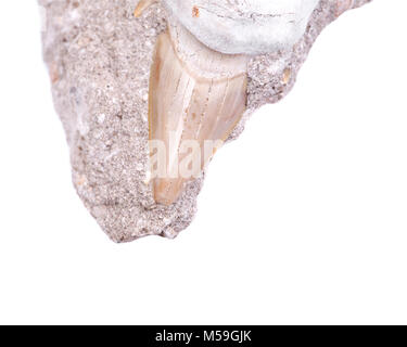 Dent de requin fossile incorporé dans un morceau de calcaire du Miocène de Victoria en Australie isolé sur fond blanc Banque D'Images