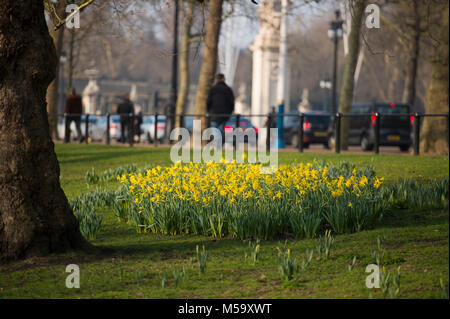 St James's Park, London, UK. 21 février 2018. Météo britannique. Les jonquilles en fleurs du soleil tôt le matin dans le centre de Londres Royal Park avec circulation sur le Mall. Credit : Malcolm Park/Alamy Live News. Banque D'Images