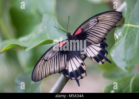 Jaune : papillon grand Mormon Papilio lowi. Des femmes. Banque D'Images