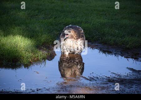 Hawk Banque D'Images