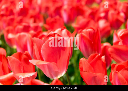 Tulipes rouges - fleurs close up Banque D'Images