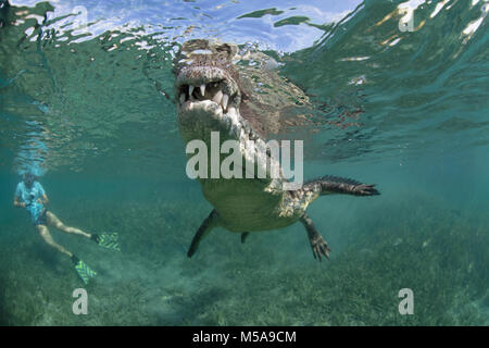 Un plongeur, plongeur dans l'eau avec un crocodile socialement interactif dans le jardin des reines, de Cuba. Banque D'Images