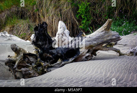 Driftwood pose pacifique sur la plage Banque D'Images