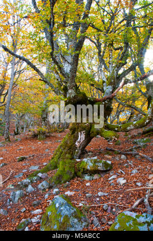 Vieux Chêne arbre. Hayedo de la Pedrosa, province de segovia, Castilla Leon, Espagne. Banque D'Images