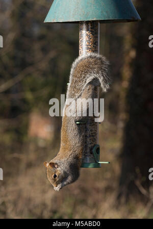 L'écureuil gris Sciurus carolinensis, sur, mangeoire, dans le Lancashire, Royaume-Uni Banque D'Images