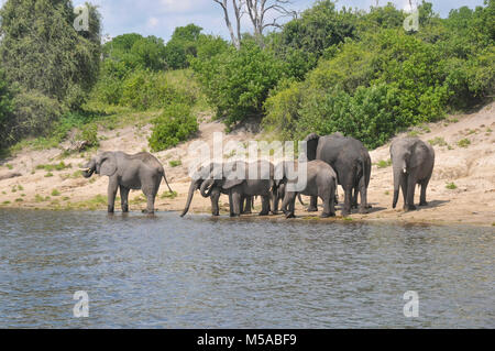 Les éléphants l'eau potable de la rivière Zambèze dans Botswana Chobe Banque D'Images