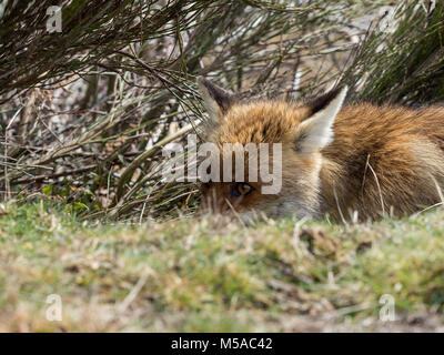 Rusé le renard roux (Vulpes vulpes) de la traque et prêt à l'embuscade Banque D'Images