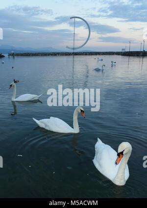 Les cygnes sur le lac de Genève à Lausanne, Suisse Banque D'Images