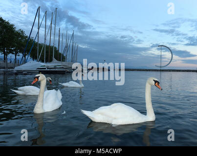 Remblai sur le lac de Genève à Lausanne avec des cygnes et yacht au temps du soir, Suisse Banque D'Images