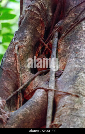 Tarsius sur un arbre dans l'île de Sulawesi, Indonésie Banque D'Images