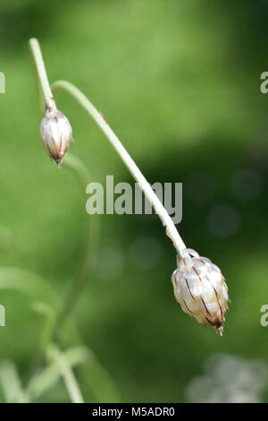 Catananche caerulea,Dart Cupids Alba bud, Banque D'Images