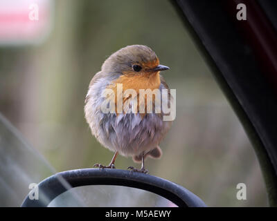 Robin sur le rétroviseur de voiture Banque D'Images