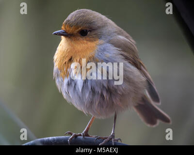 Robin sur rétroviseur de voiture Banque D'Images