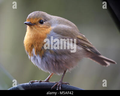 Robin sur rétroviseur de voiture Banque D'Images